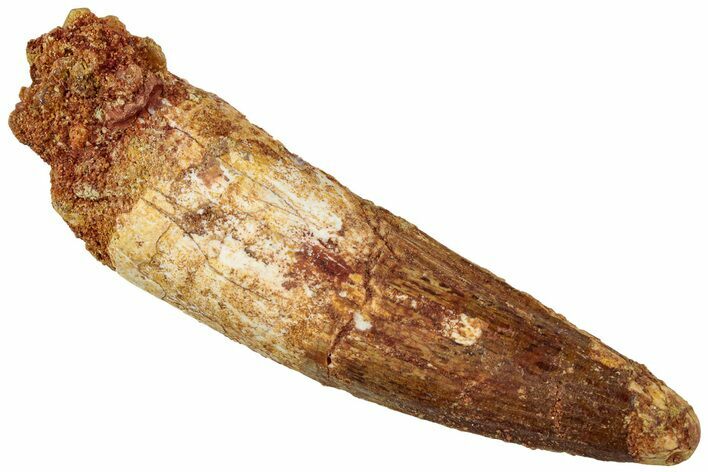 Fossil Spinosaurus Tooth - Real Dinosaur Tooth #311159